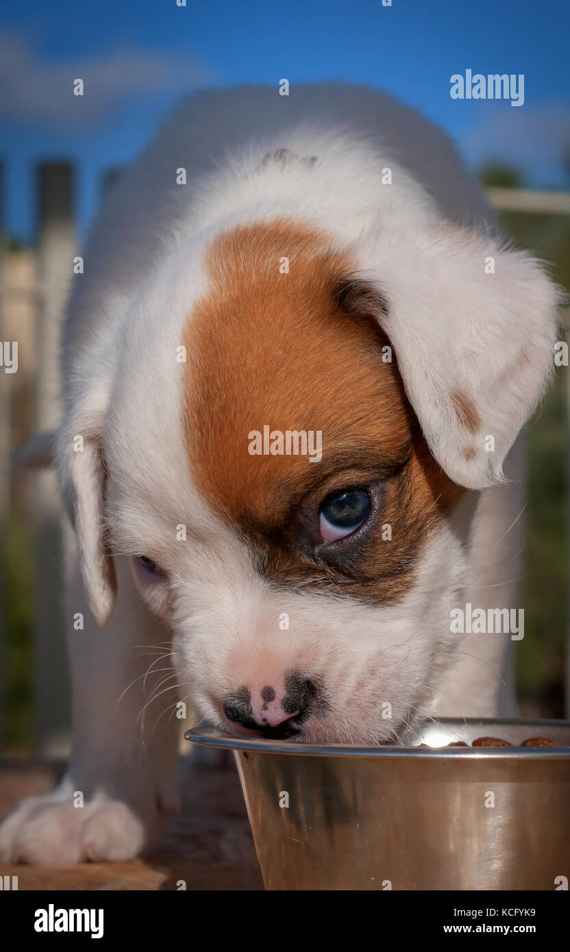 Chiot bouledogue portrait Banque D'Images