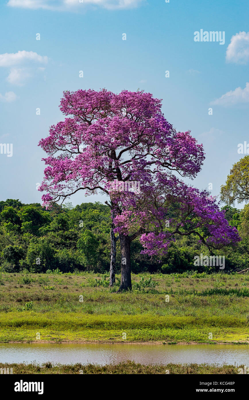 Piúva Tree par la route de Transpantaneira, nord du Pantanal, Brésil. Banque D'Images