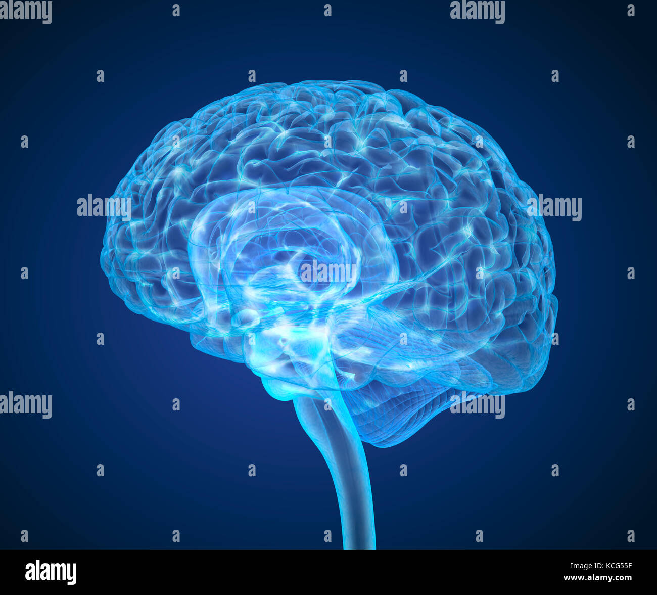 Cerveau humain X-ray , numérisation 3D illustration précise du point de vue médical Banque D'Images