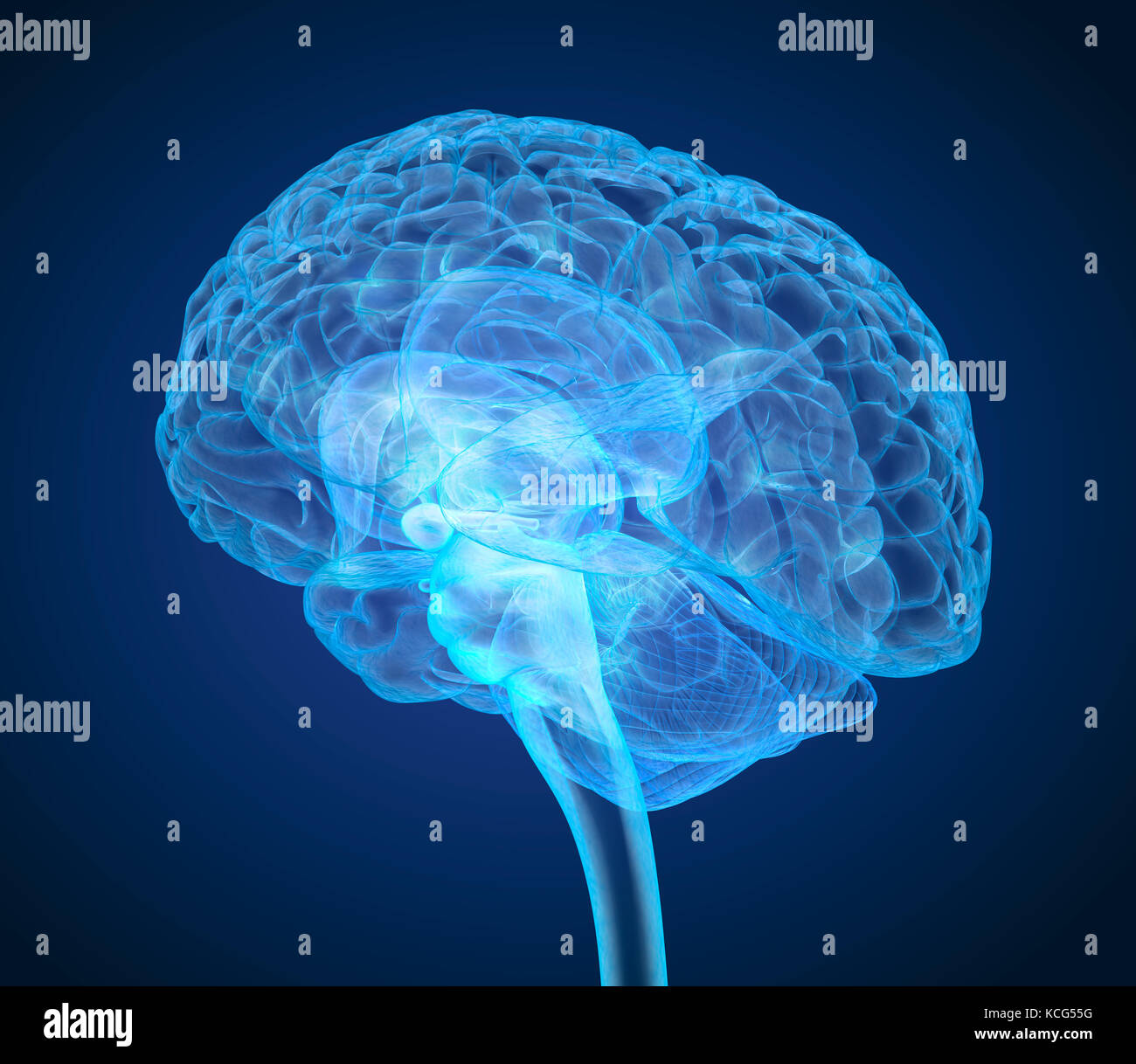 Cerveau humain X-ray , numérisation 3D illustration précise du point de vue médical Banque D'Images