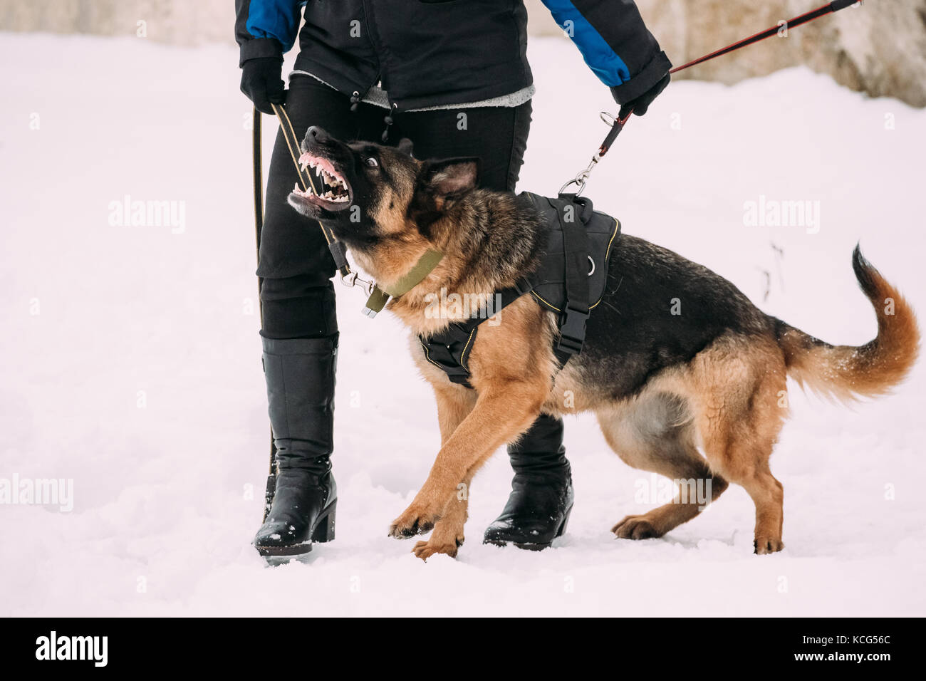 La Formation De Berger Allemand Pure Race Chien Adulte Ou