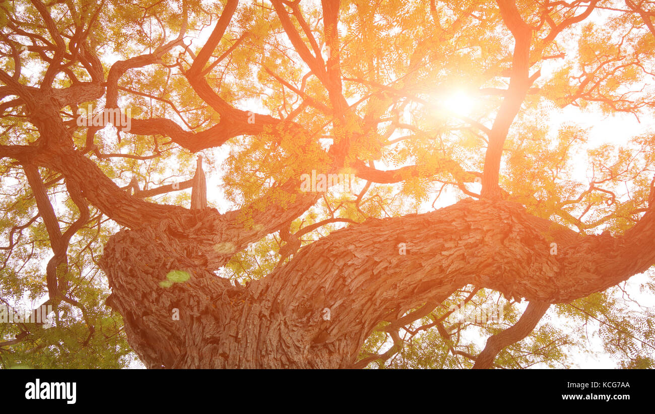 Vieil arbre énorme dans la lumière du soleil Banque D'Images