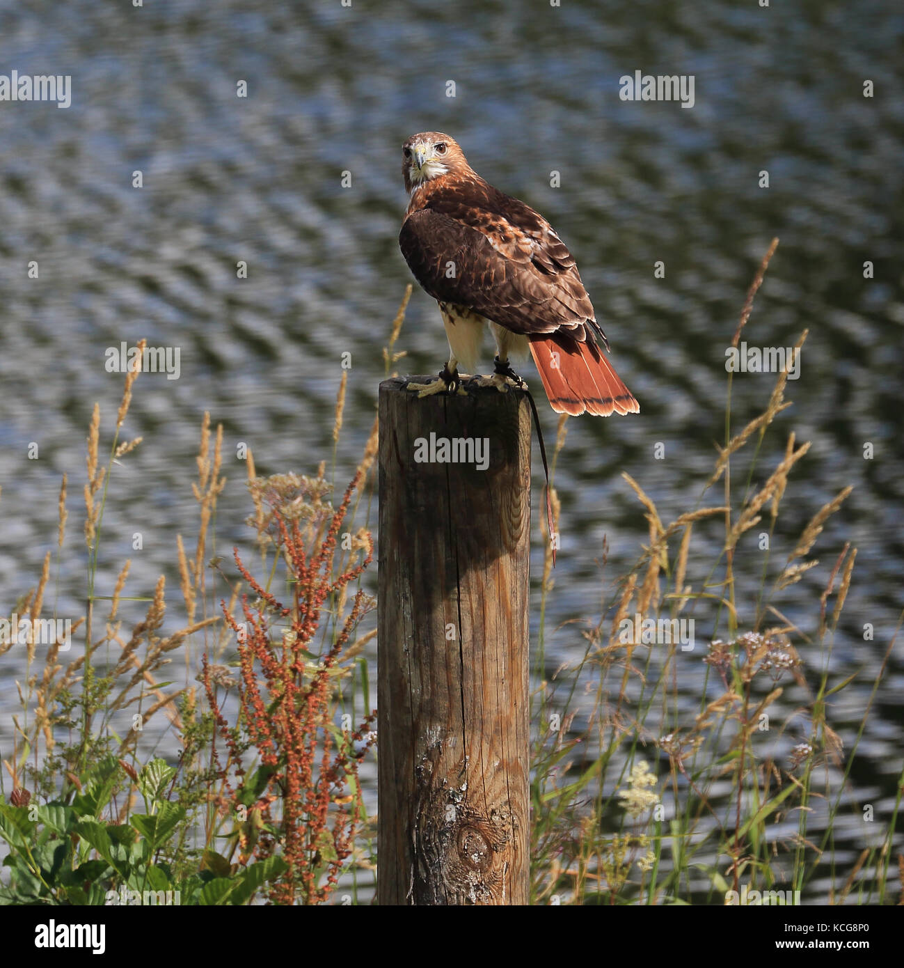 Buse à queue rouge également connu sous le nom de Red-tailed hawk buse, du poulet et de l'Épervier de Harland perché Banque D'Images