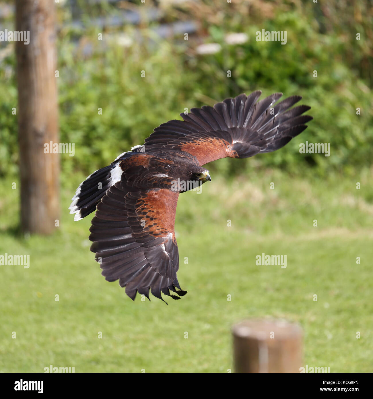 Buse à queue rouge également connu sous le nom de Red-tailed hawk buse, du poulet et de l'Épervier de Harland en vol Banque D'Images