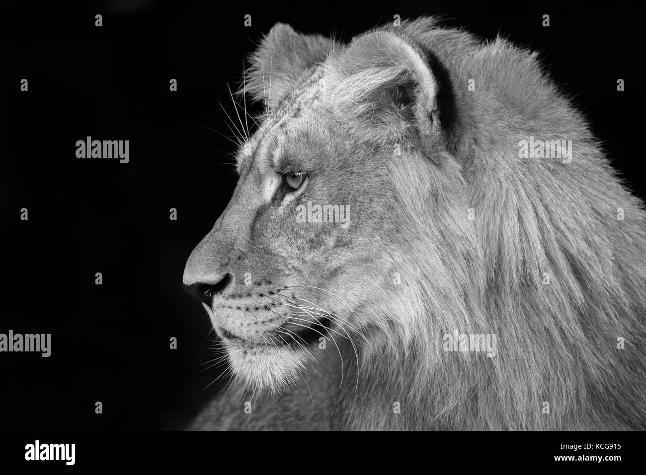 Lion noir et blanc profil Banque de photographies et d’images à haute