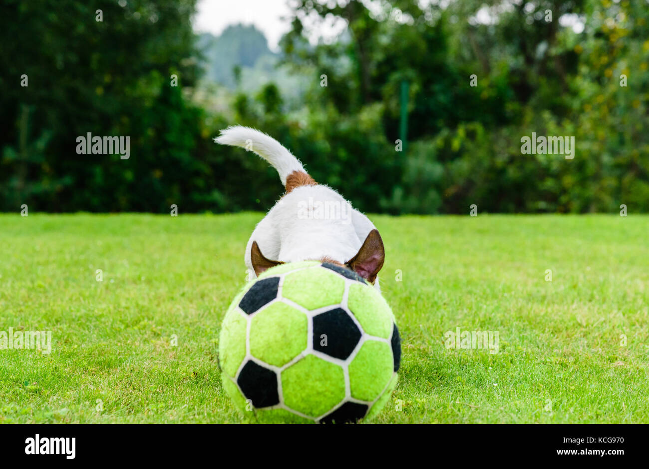 Dribbles ballon de football chien avec sa tête sur la pelouse de l'herbe verte Banque D'Images