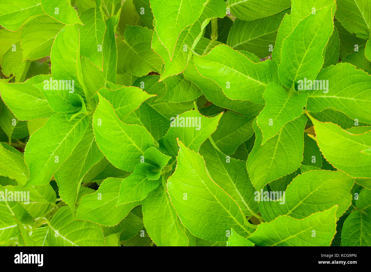 Les feuilles d'hortensias. Banque D'Images