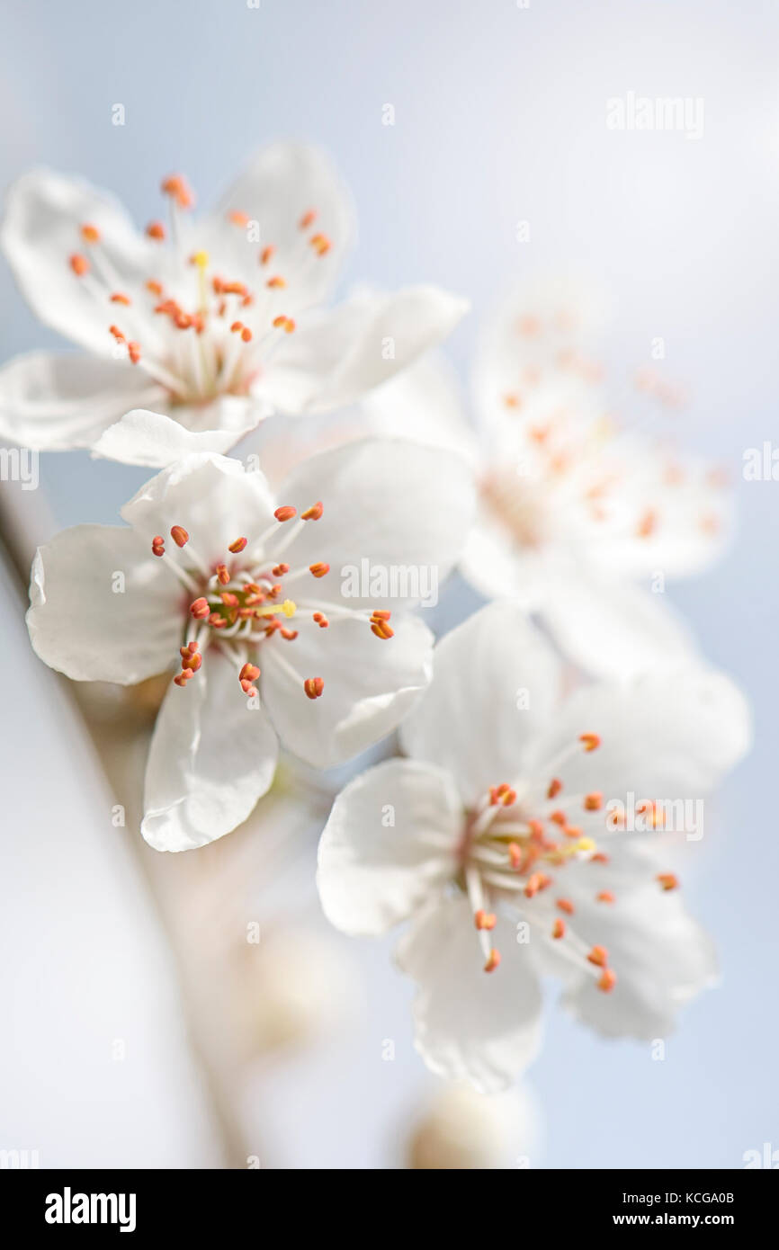 Image en gros plan de belles fleurs de cerisier blanc de printemps Banque D'Images