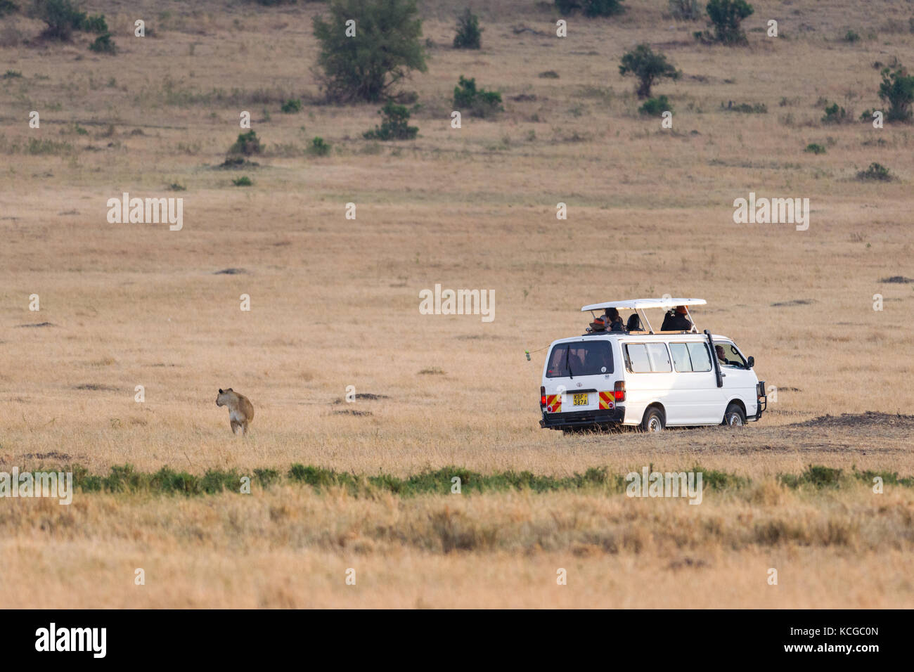 Véhicule de tourisme regarder lion (Panthera leo), Parc National de Masai Mara Game Reserve, Kenya, Afrique de l'Est Banque D'Images