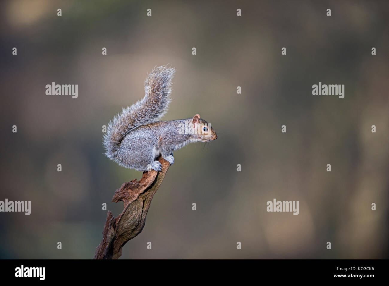 L'Écureuil gris de l'Écureuil gris (Sciurus carolinensis) Norfolk UK Janvier Banque D'Images