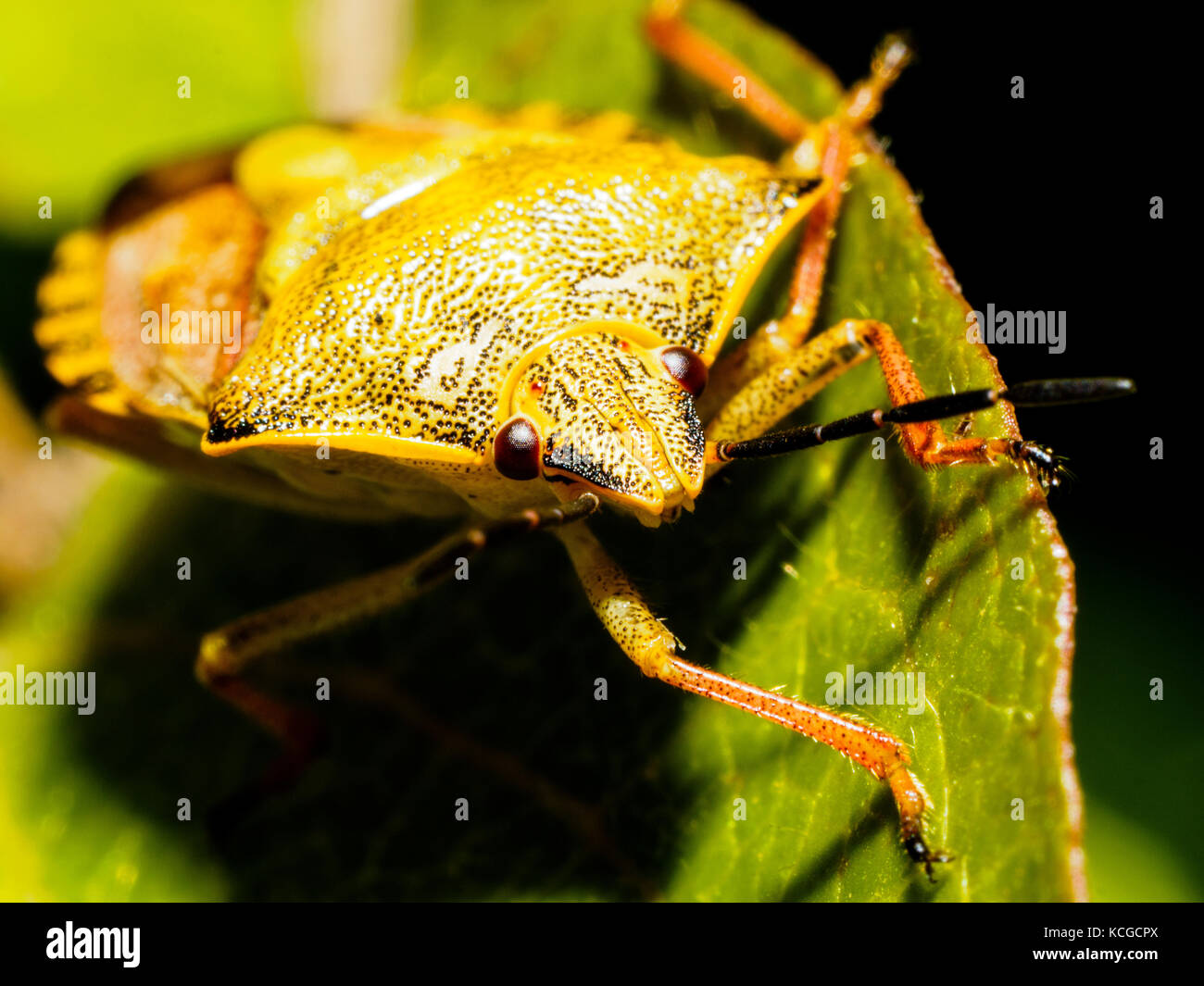 Prunelle Dolycoris baccarum (bug) - Italie Banque D'Images