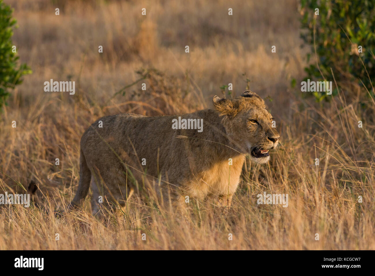 Lion (Panthera leo) cub marche sur la savane, le Parc National de Masai Mara Game Reserve, Kenya, Afrique de l'Est Banque D'Images