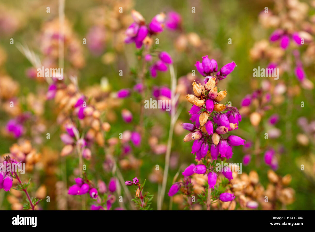 Heather Bell, Erica cinerea Banque D'Images