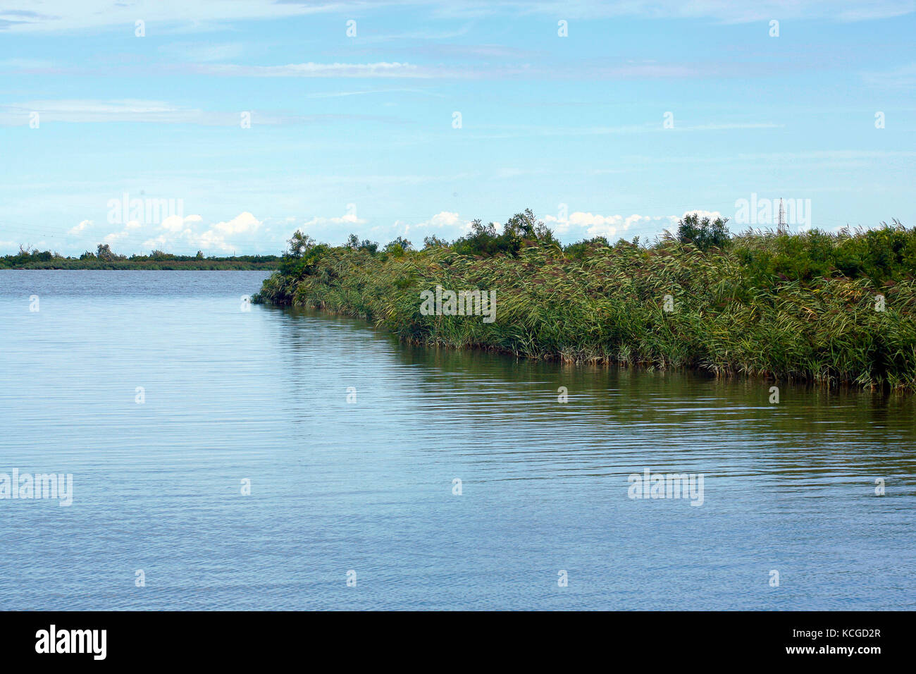 Parc du Delta du Po en Italie de Porto Tolle : la végétation et du paysage Banque D'Images Parc du Delta du Po en Italie de Porto Tolle : la végétation et du paysage Banque D'Images