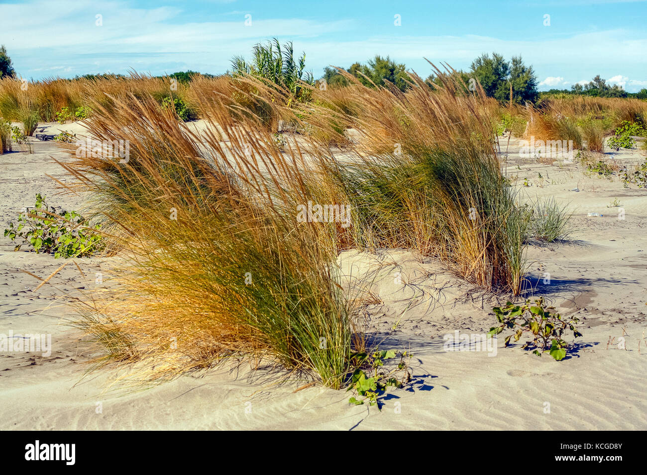 Parc du Delta du Po en Italie de Porto Tolle : littoral et des dunes Banque D'Images Parc du Delta du Po en Italie de Porto Tolle : littoral et des dunes Banque D'Images