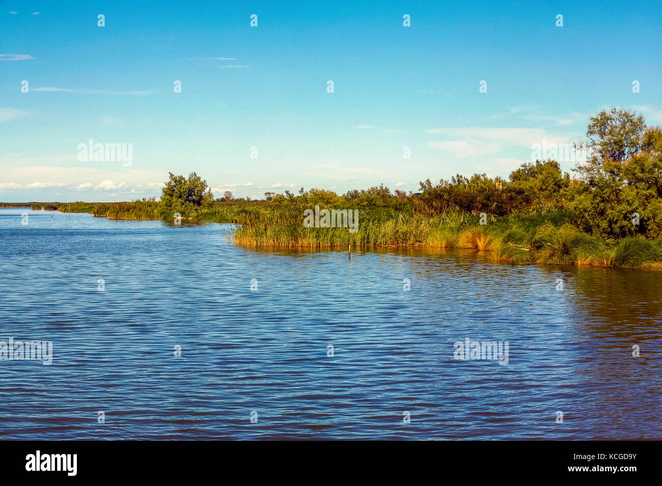 Parc du Delta du Po en Italie de lagune porto tolle -végétation et paysage Banque D'Images Parc du Delta du Po en Italie de lagune porto tolle -végétation et paysage Banque D'Images