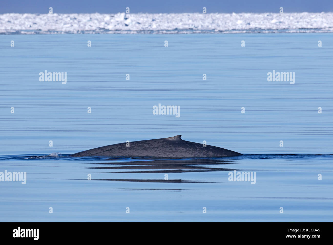 Baleine bleue (Balaenoptera musculus) surmontant l'océan Arctique et montrant la petite nageoire dorsale, Svalbard, Norvège Banque D'Images