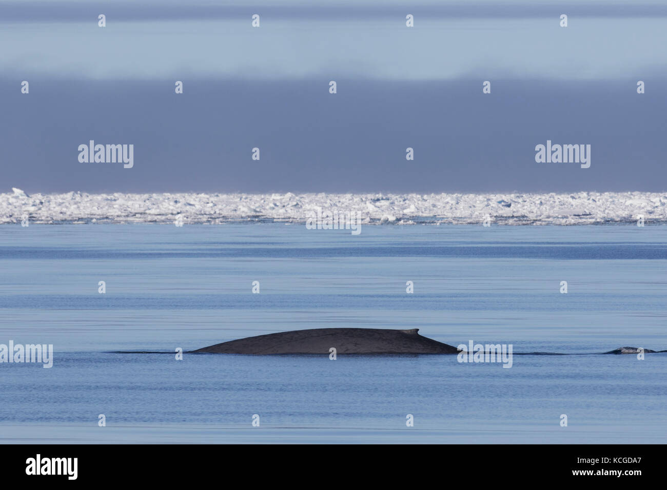 Rorqual bleu (balaenoptera musculus) à la surface de l'océan Arctique et montrant la petite nageoire dorsale, Svalbard, Norvège Banque D'Images