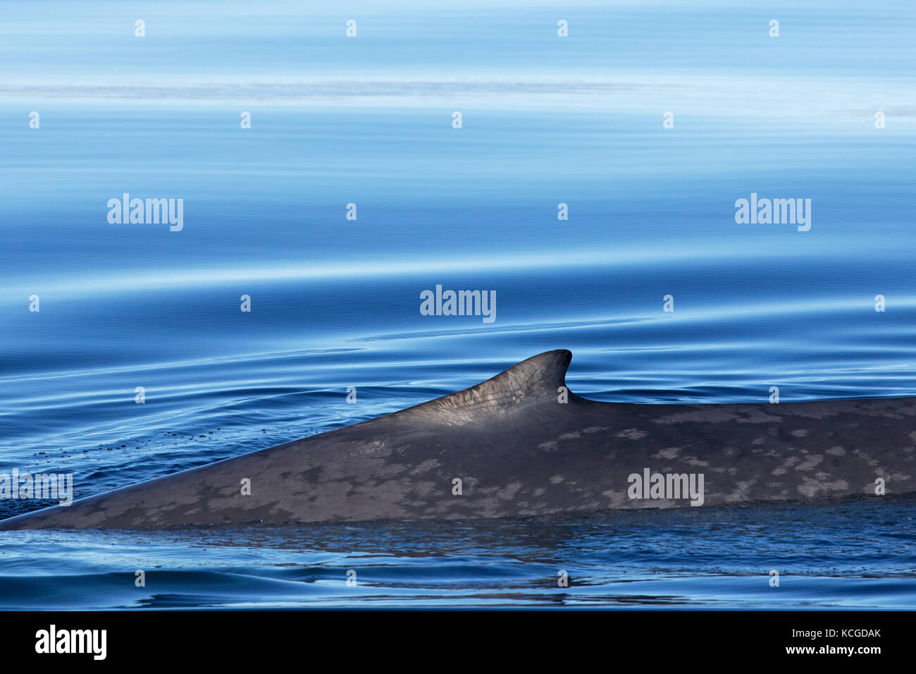 Rorqual bleu (balaenoptera musculus) à la surface de l'océan Arctique et montrant la petite nageoire dorsale, Svalbard, Norvège Banque D'Images