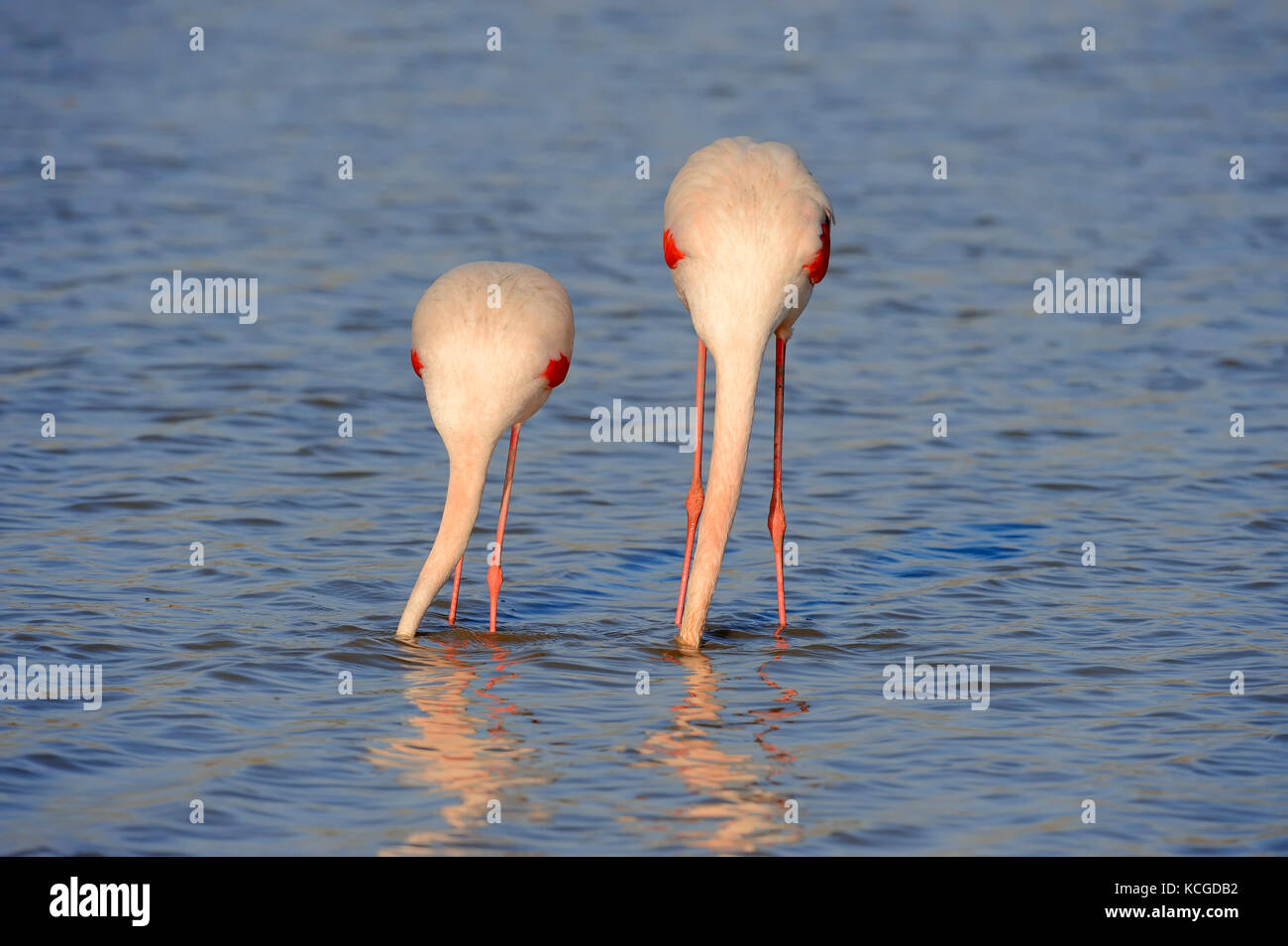 Flamant rose, paire, Camargue, Provence, Sud de France / (Phoenicopterus roseus) | Rosaflamingos, Paar, Camargue, Provence, Suedfrankreich Banque D'Images