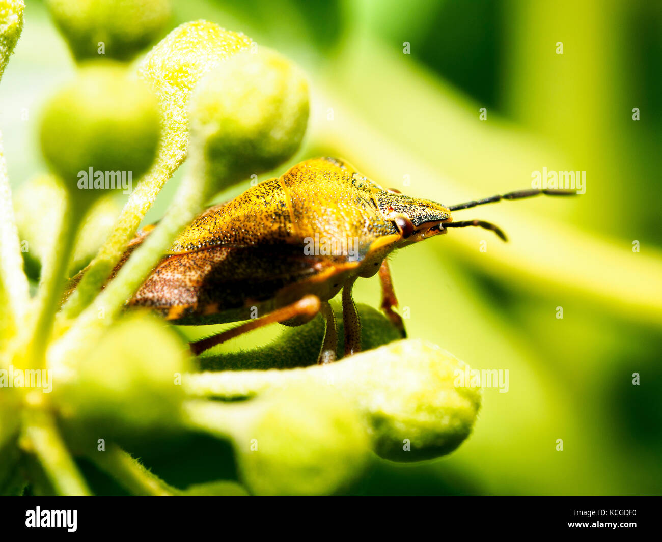Prunelle Dolycoris baccarum (bug) - Italie Banque D'Images