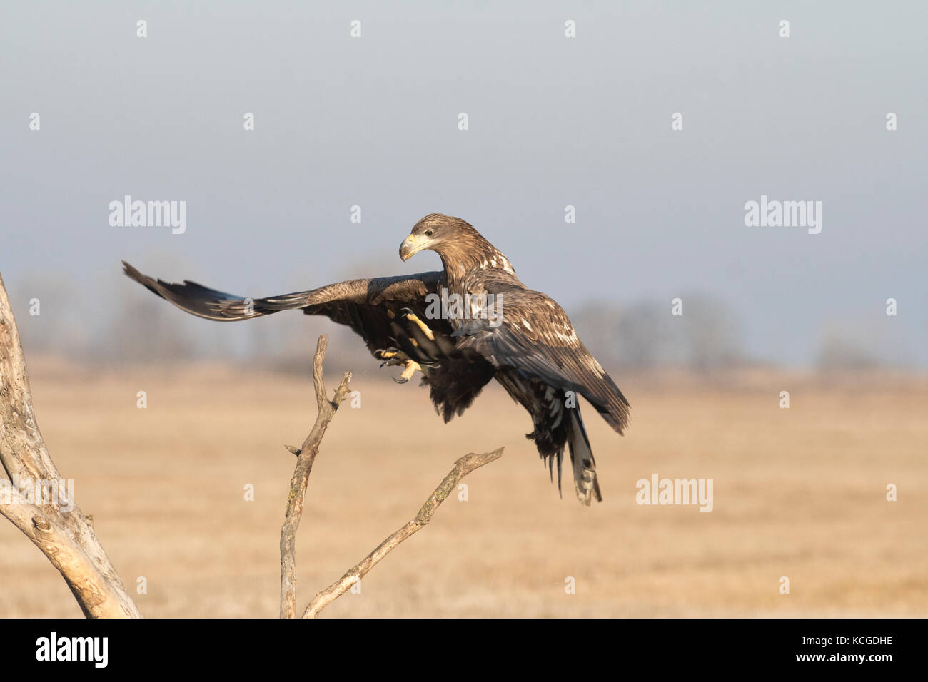 À queue blanche (Haliaeetus albicilla) Parc National d'Hortobagy immatures Hongrie Janvier Banque D'Images