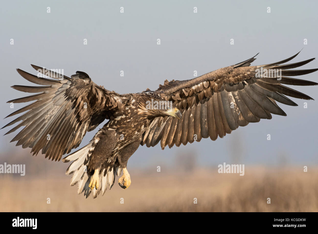 À queue blanche (Haliaeetus albicilla) Parc National d'Hortobagy immatures Hongrie Janvier Banque D'Images