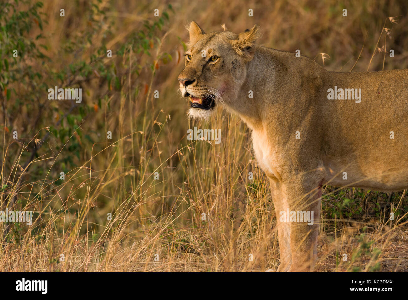 Lion debout regardant (Panthera leo), Parc National de Masai Mara Game Reserve, Kenya, Afrique de l'Est Banque D'Images