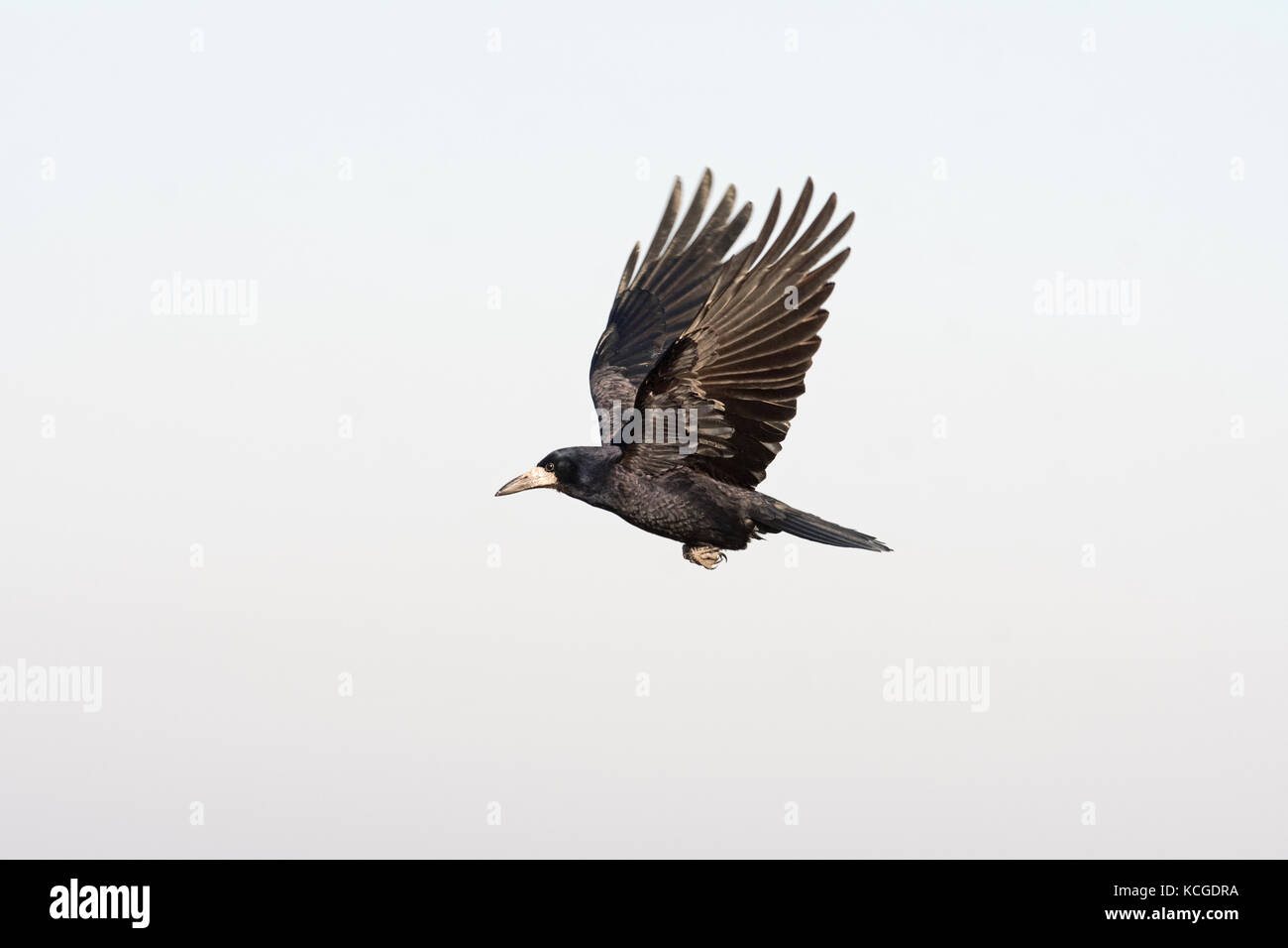 Corvus frugilegus Rook Parc National d'Hortobagy adultes Janvier Hongrie Banque D'Images