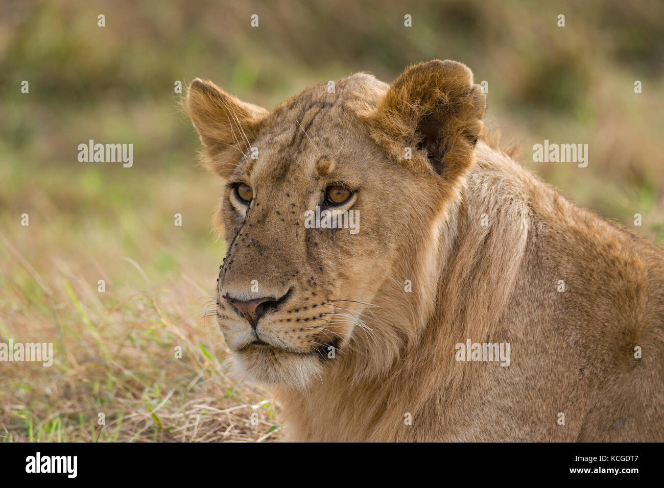 Lion au repos assis (Panthera leo), Parc National de Masai Mara Game Reserve, Kenya, Afrique de l'Est Banque D'Images