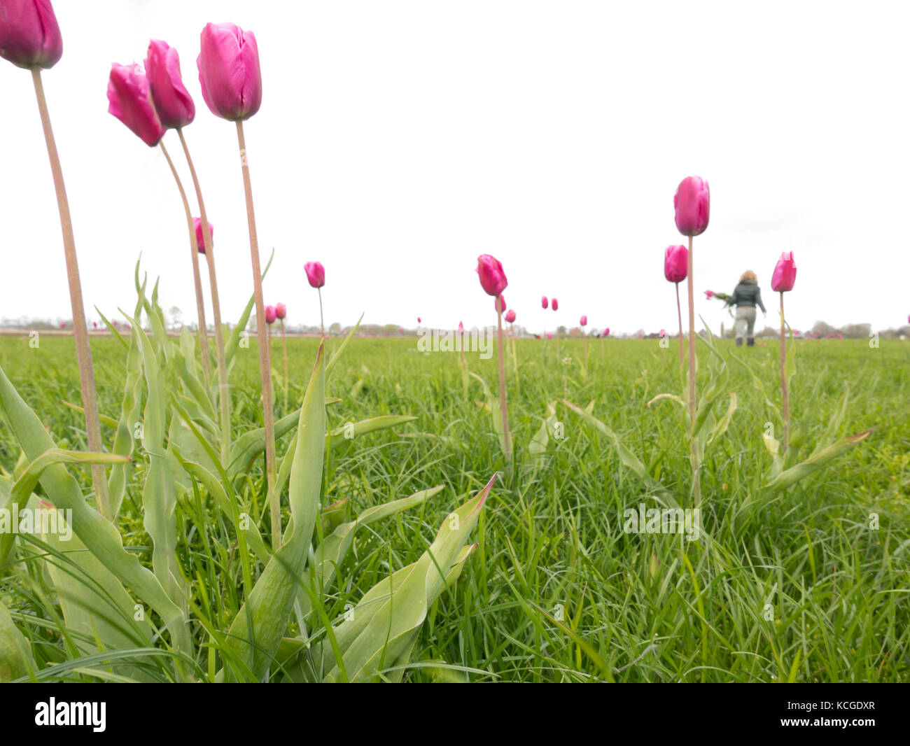 Tulipes cueillette dans un champ d'herbe et de fleurs Banque D'Images