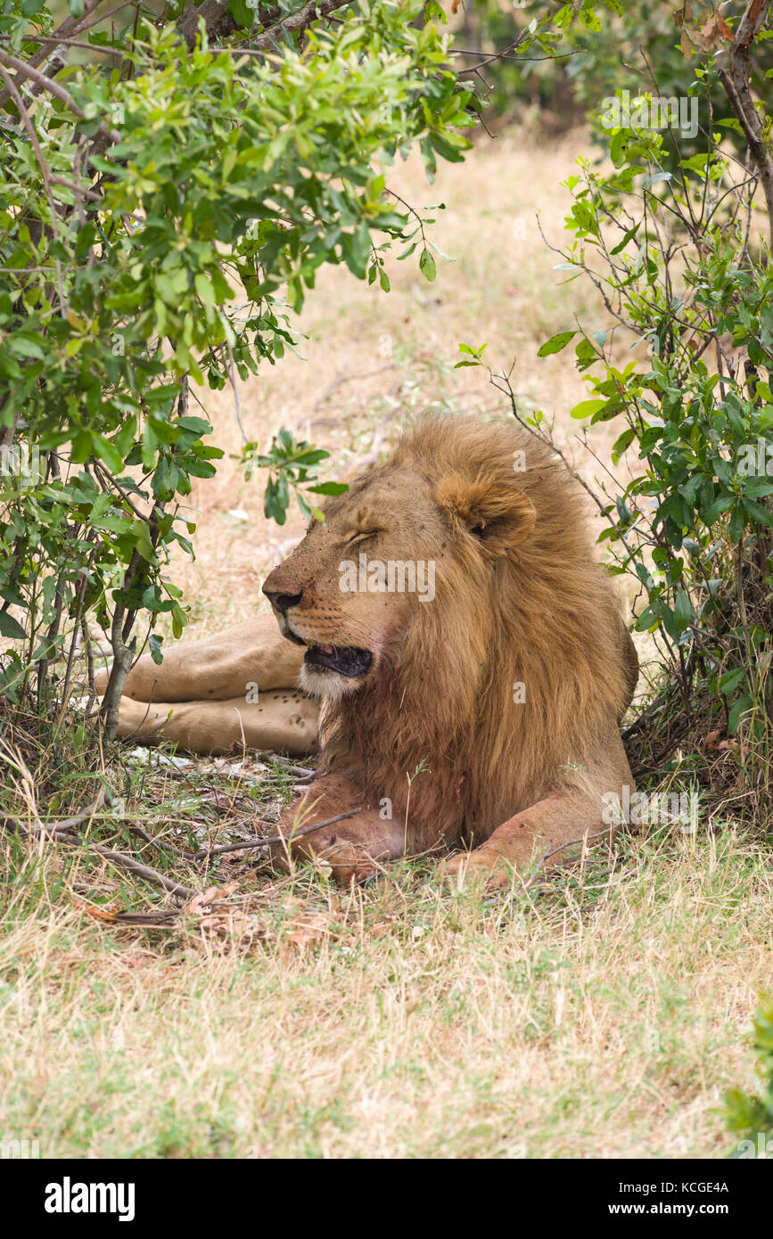 Homme lion reposant à l'ombre (Panthera leo), Parc National de Masai Mara Game Reserve, Kenya, Afrique de l'Est Banque D'Images