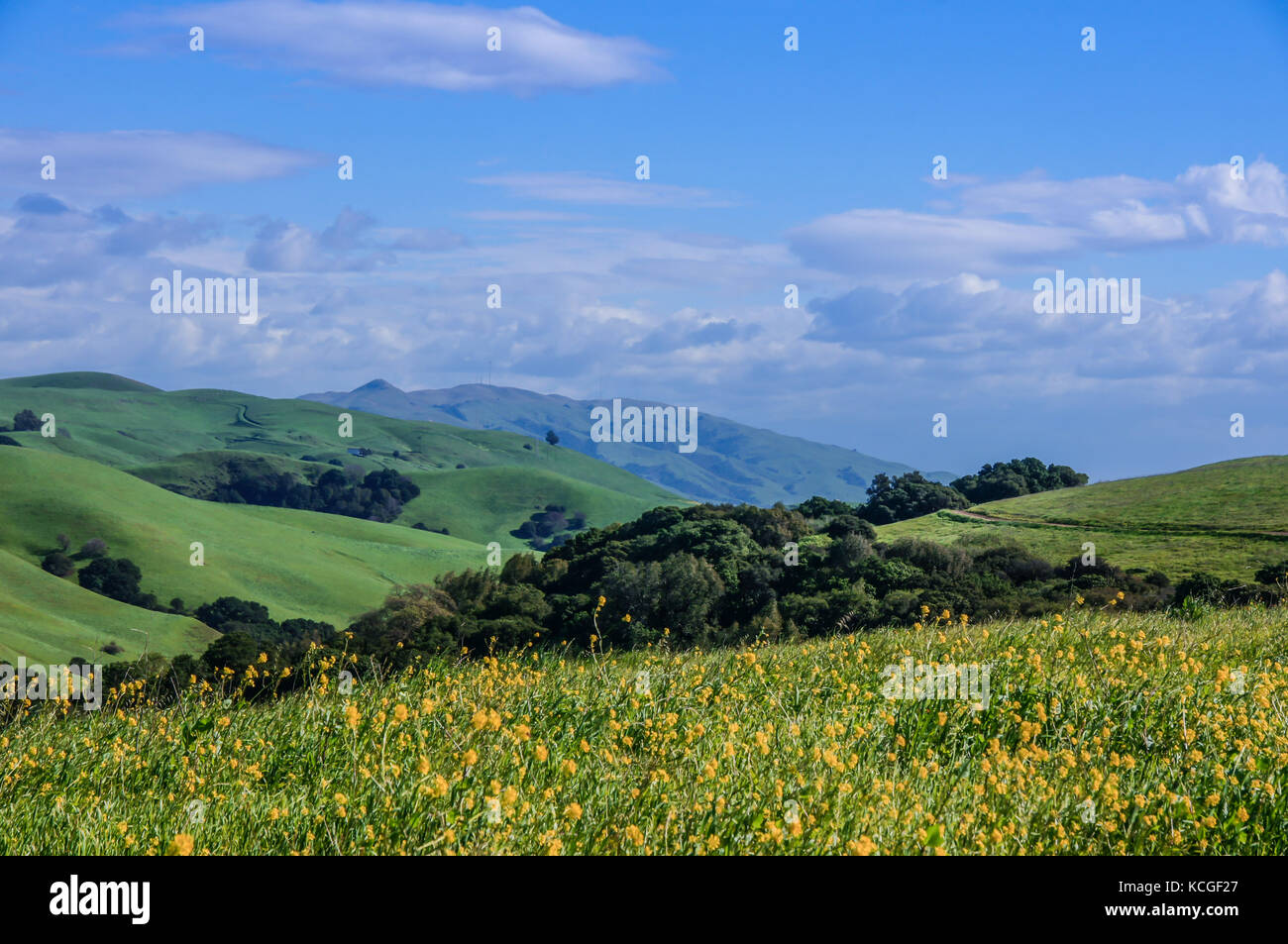 La moutarde sauvage dans les collines de la Baie orientale. Banque D'Images