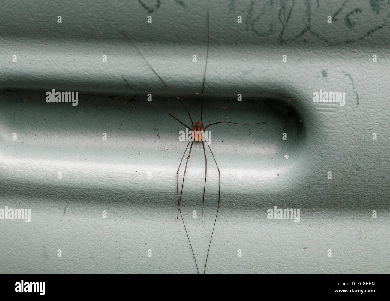 L'Europe du Nord, un Leiobunum rotundum Harvestman (Arachnides), à l'abri dans un renfoncement. Banque D'Images