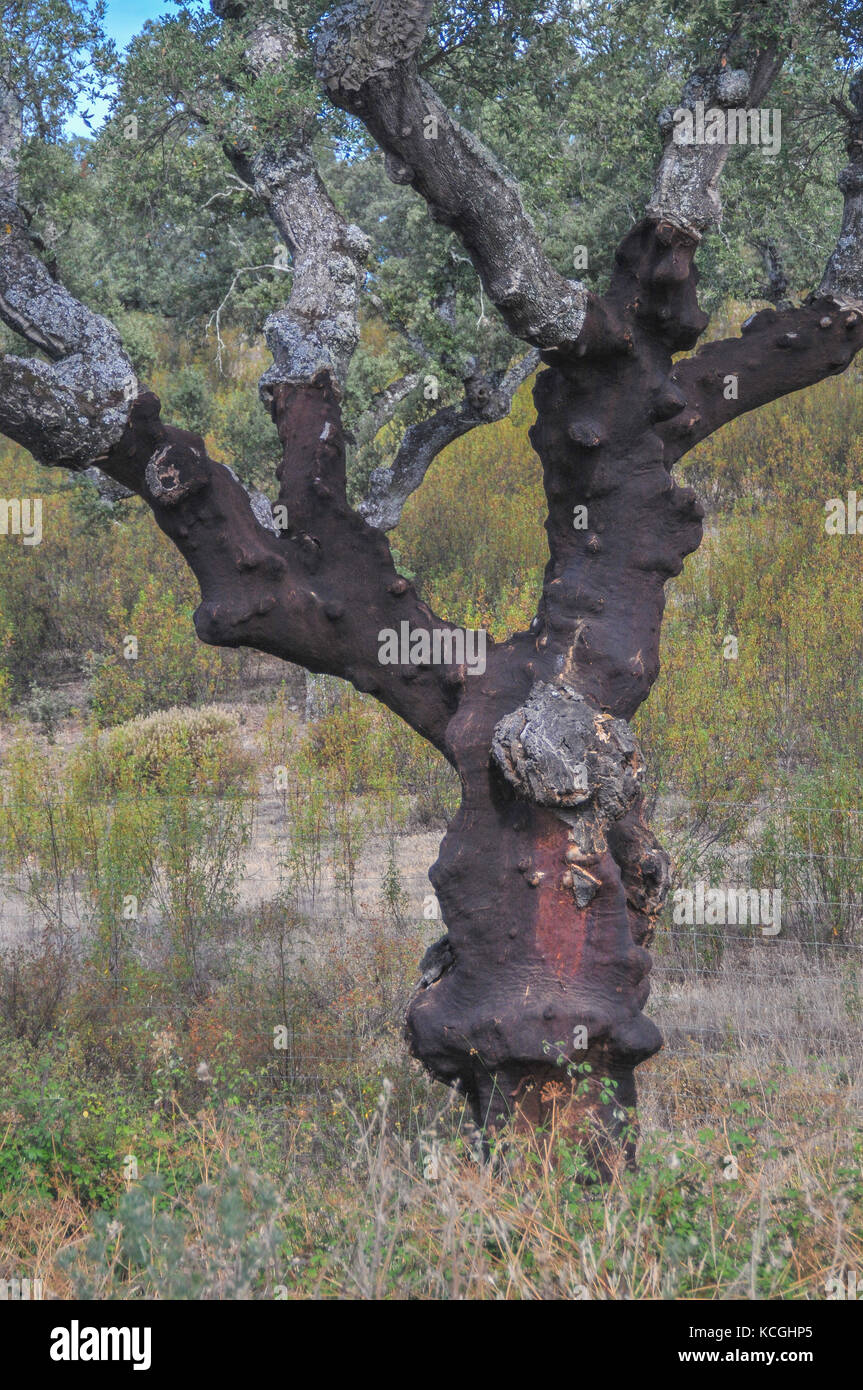 Les arbres de chêne-liège en Estrémadure, Espagne Banque D'Images