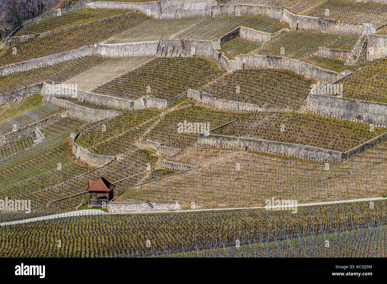 La viticulture du Chablais, Aigle, Vaud, Suisse Banque D'Images