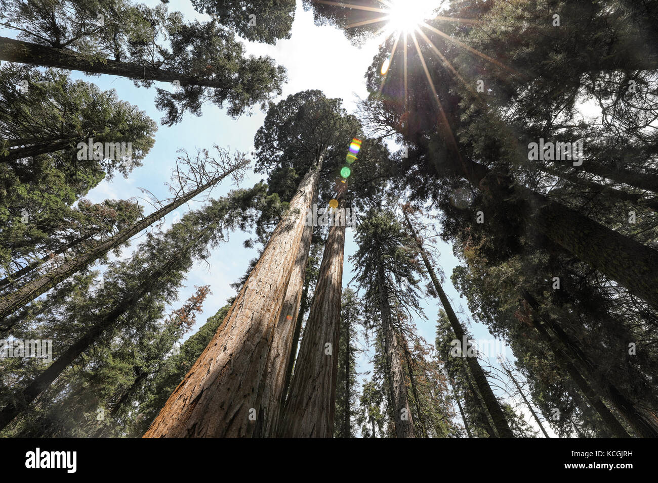 Jusqu'à la hauteur des arbres à sequoia vert à Sequoia National Park Banque D'Images