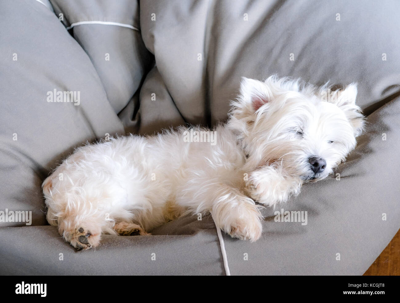 Hauts West Highland White Terrier westie chien dormir dans un sac de haricots à la jolie et confortable Banque D'Images