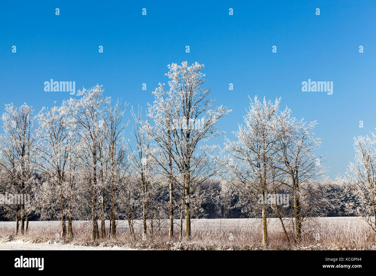 Recouvert de neige et de cristaux blancs d'arbres mordus de gel poussant dans une rangée sur le bord de la route. Paysage d'hiver avec ciel bleu sur un ensoleillé lumineux Banque D'Images