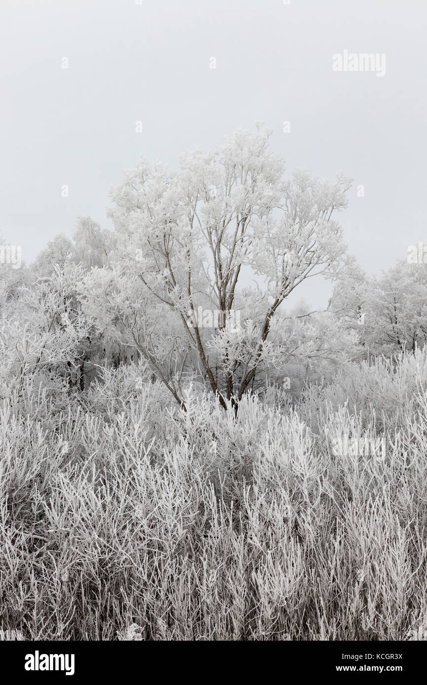 Les branches des arbres recouverts d'une épaisse couche de neige et le gel. territoire forestier dans la saison d'hiver. un arbre s'élève au-dessus des autres. presque monochr Banque D'Images
