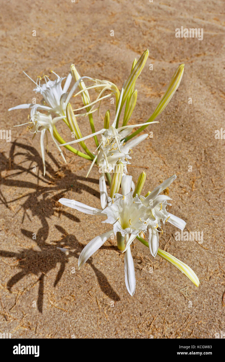 Pancratium maritimum ou la jonquille La Mer Banque D'Images