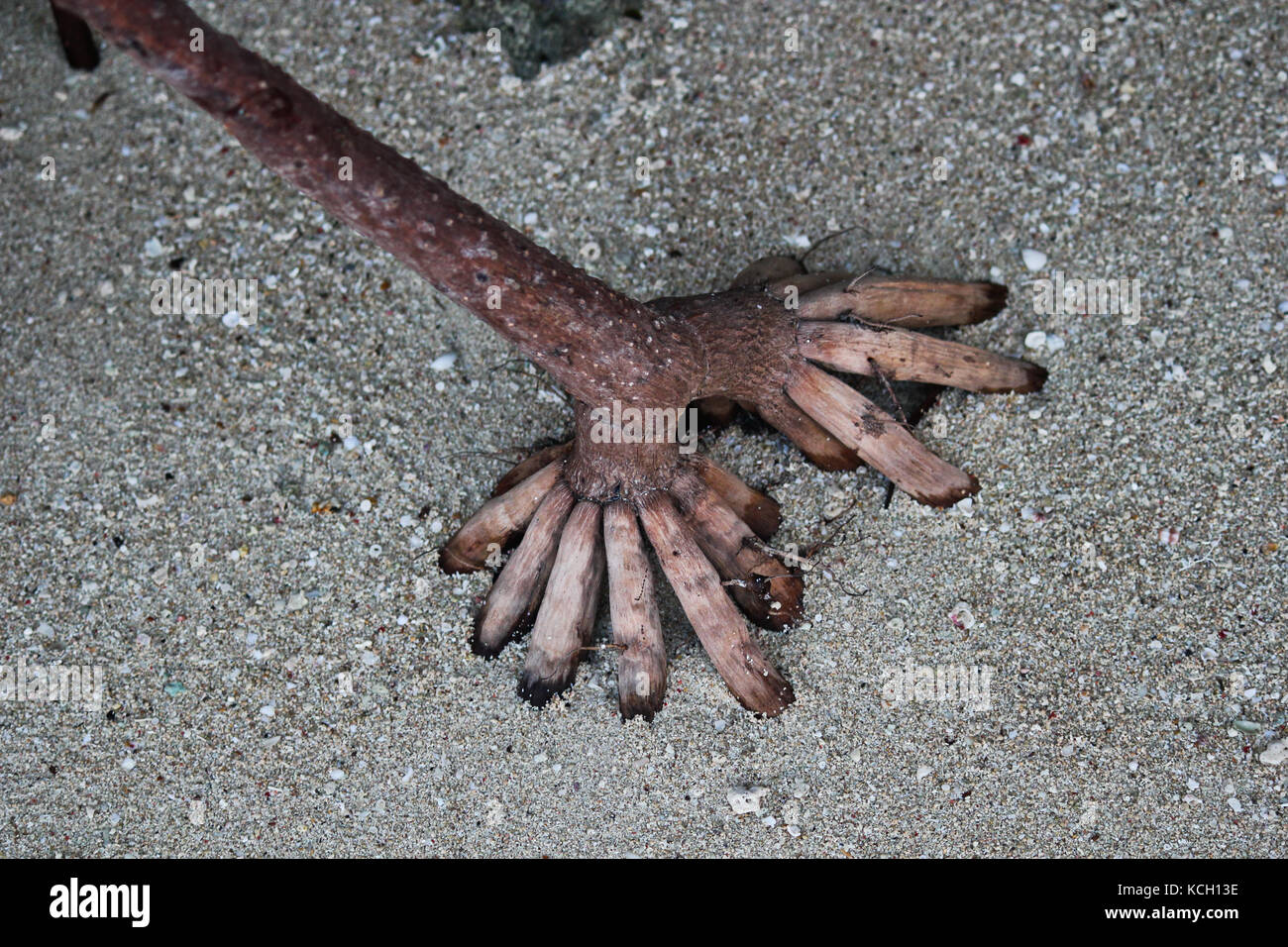 Fingers sand Banque de photographies et d'images à haute résolution - Alamy