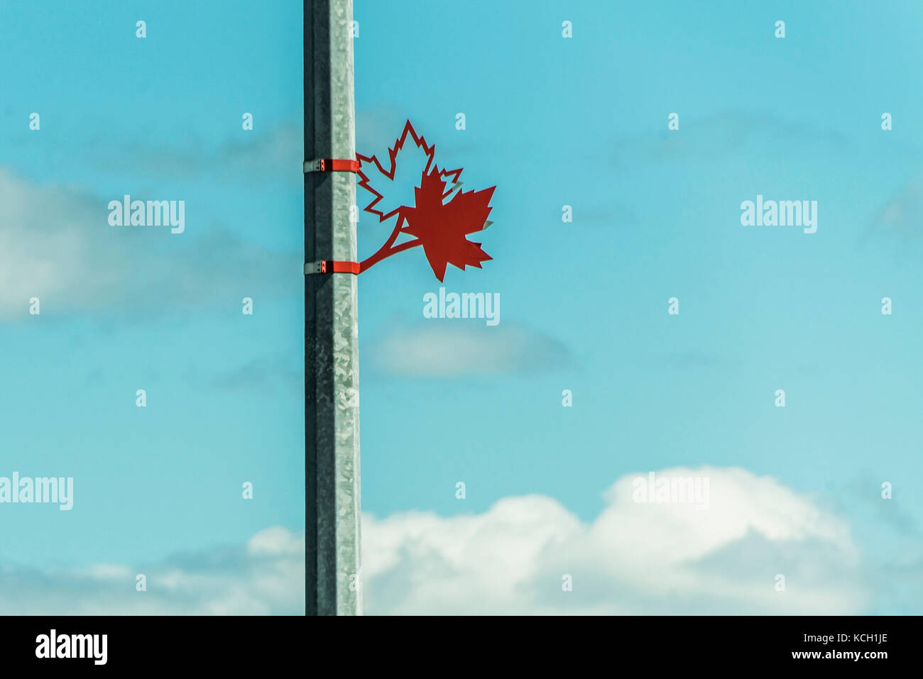 Maple Leafs de Toronto symbole signe metal lattern 150 ans anniversaire Banque D'Images