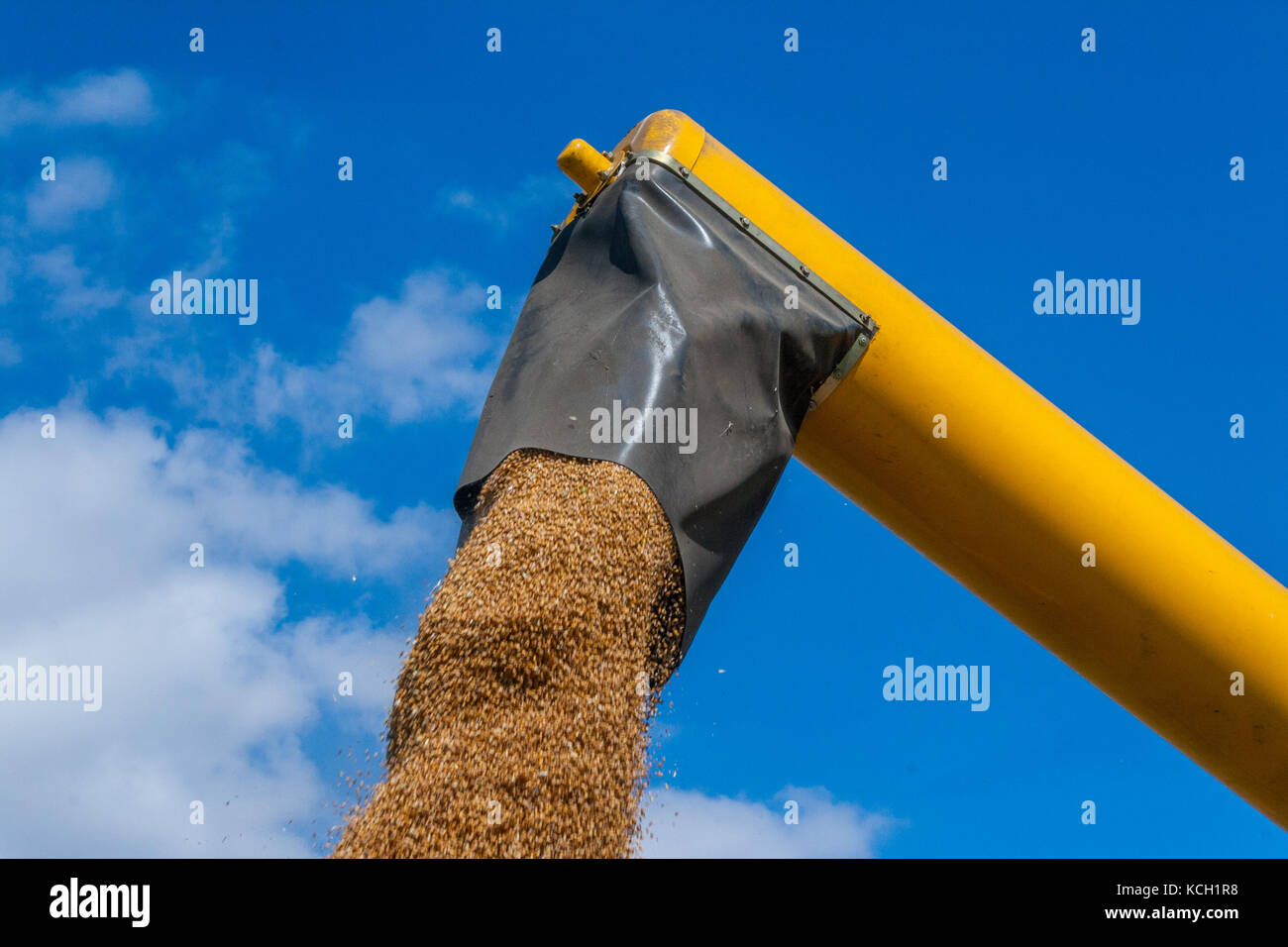 Ce qui porte à la récolte Banque D'Images