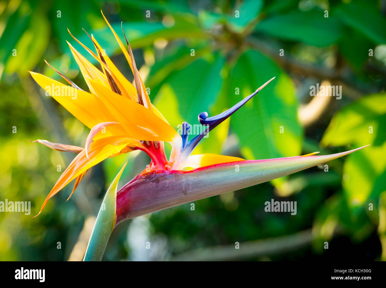 Fleur d'oiseau de paradis (Strelitzia reginae) en pleine floraison dans le jardin tropical Banque D'Images