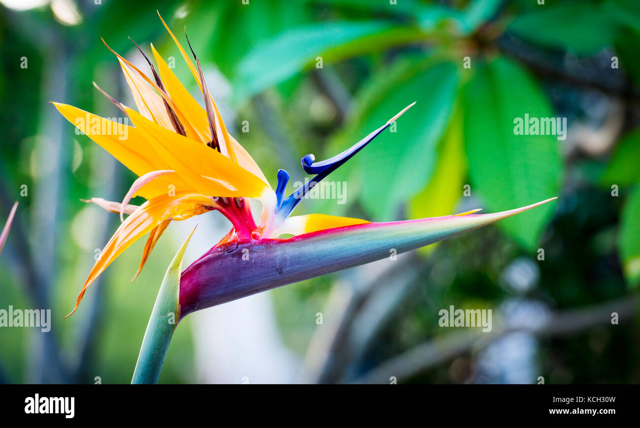 Plante oiseau de paradis (Strelitzia reginae) en pleine floraison dans le jardin tropical Banque D'Images