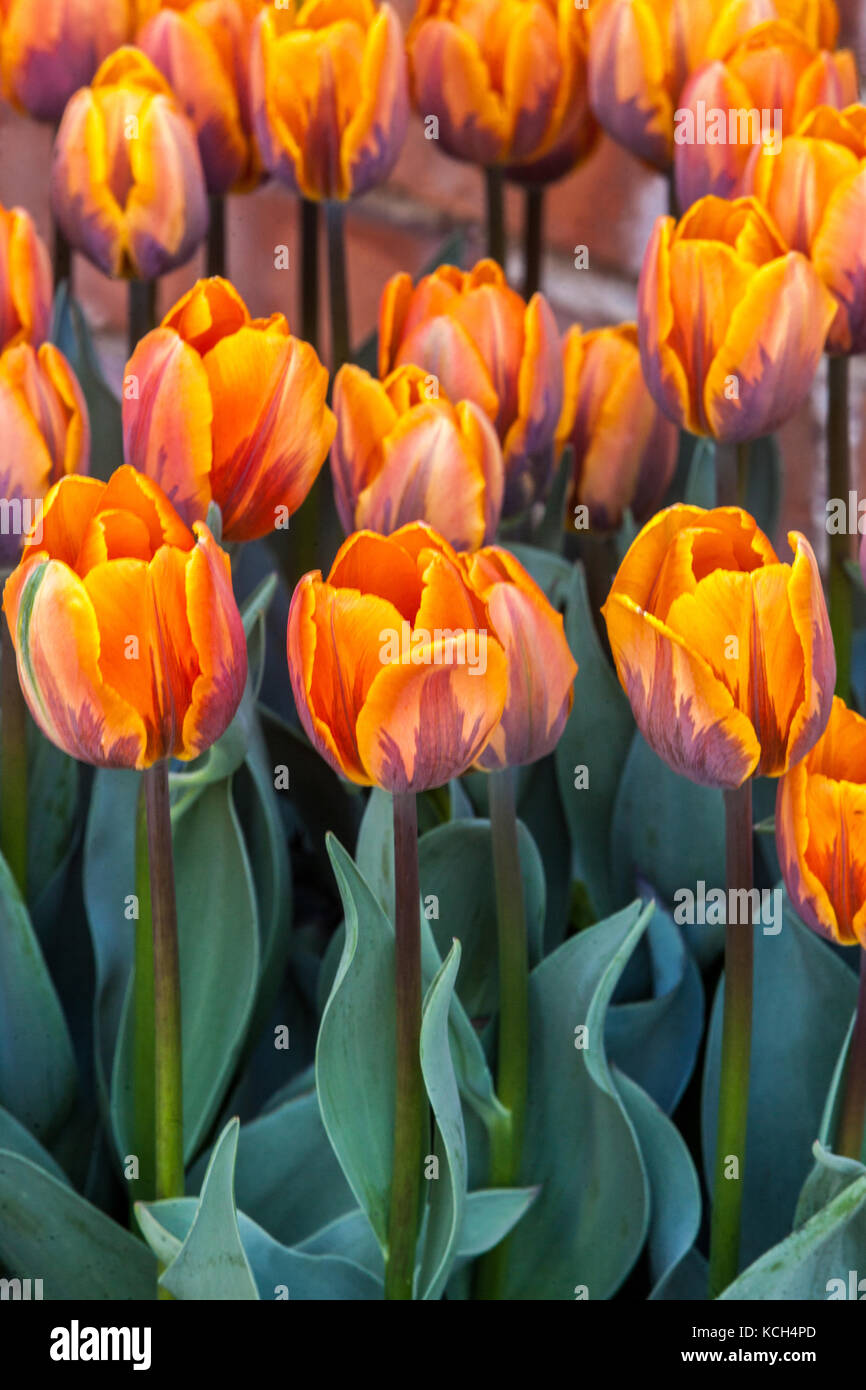 Jardin de tulipes fleuries, Tulipa ' Prinses Irene ', tulipes orange 'Princess Irene' Banque D'Images