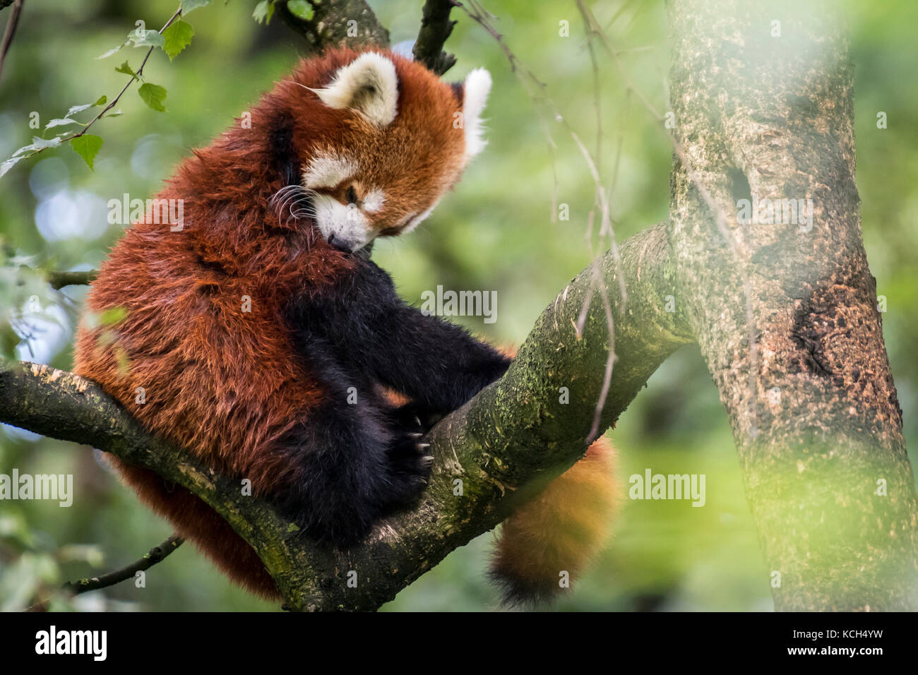 Panda Chinois Banque D Image Et Photos Alamy