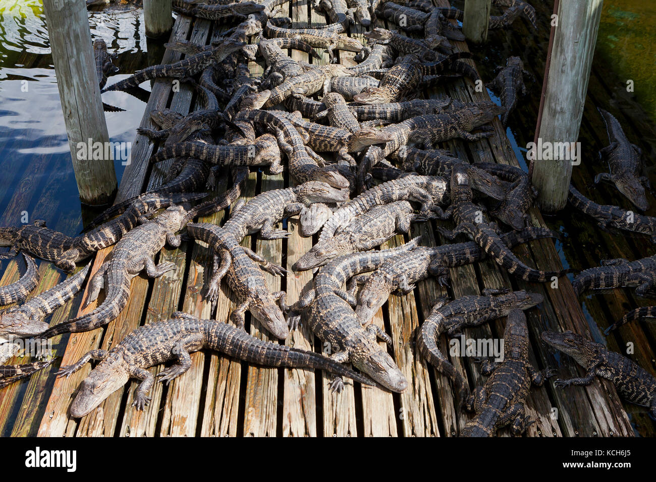 Les jeunes alligators (Alligator mississippiensis) basking dans sun à Gatorland - Orlando, Floride USA Banque D'Images