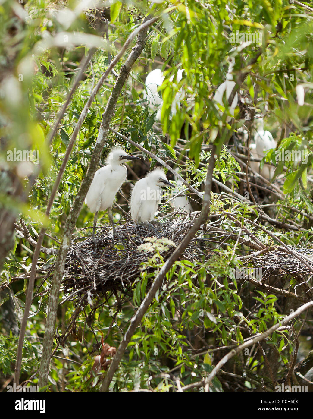 Aigrettes neigeuses juvénile (Egretta thula) sitting in tree - Florida USA Banque D'Images